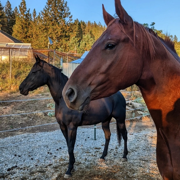 buckskinfilly